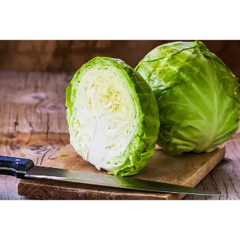 cabbage (9)-4051540-92968.webp